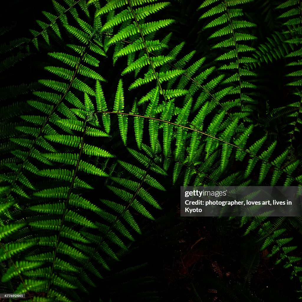 A green fern