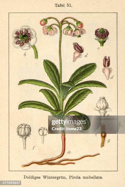 botanic fia v09 t51 pirola umbellata - botanik stock illustrations