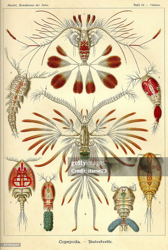 Fauna KdN t056 Calanus - Copepoda