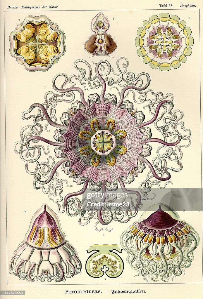 Fauna KdN t038 Periphylla - Perumedusae