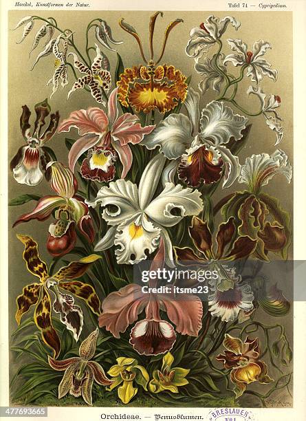 fauna kdn t074 cypripedium - orchideae - flat bed scanner stock illustrations