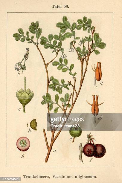 botanic fia v09 t56 vaccinium uliginosum - botanik stock illustrations