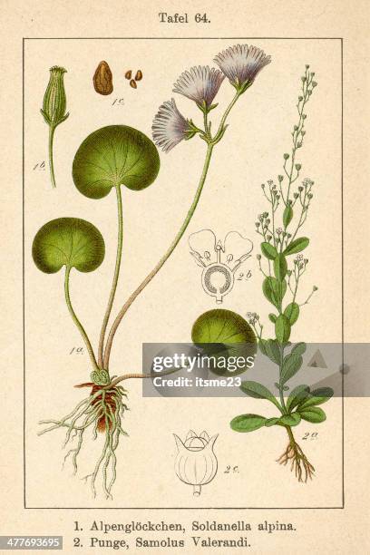 botanic fia v09 t64 alpine soldanella samolus valerandi - soldanella stock illustrations