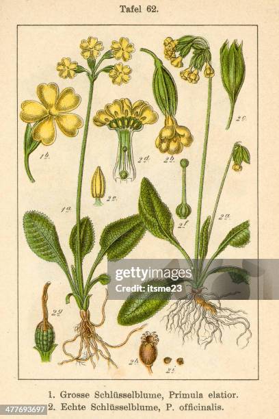 botanic fia v09 t62 primula elatior officinalis - botanik stock illustrations