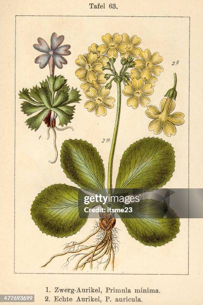 botanic fia v09 t63 auricula minimum primrose - botanik stock illustrations