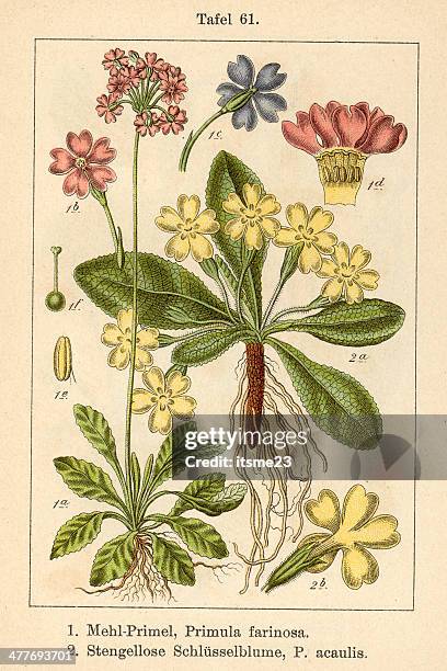 botanic fia v09 t61 primula floury acaulis - botanik stock illustrations