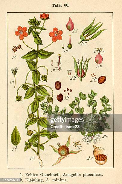 botanic fia v09 t60 anagallis phoenicea minima - botanik stock illustrations