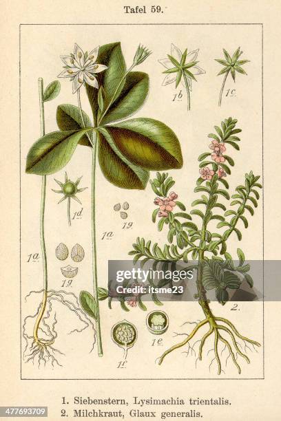 botanic fia v09 t59 lysimachia trientalis glaux generalis - botanik stock illustrations