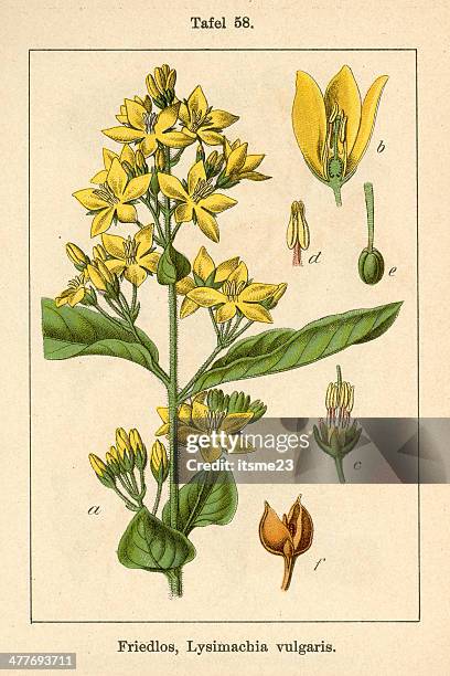 botanic fia v09 t58 lysimachia vilgaris - botanik stock illustrations