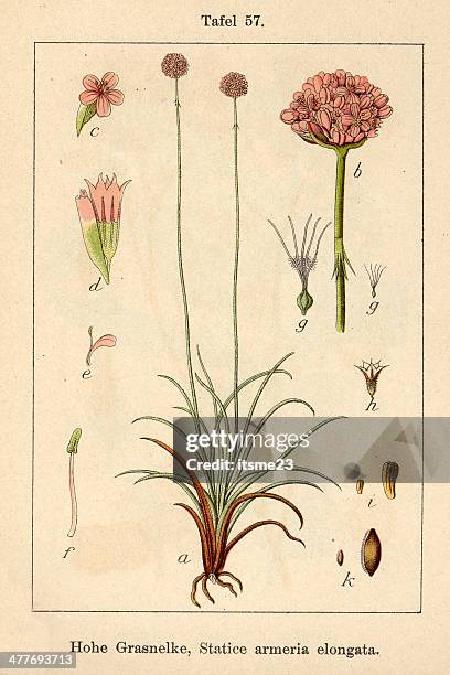 botanic fia v09 t57 statice armeria elongata - botanik stock illustrations