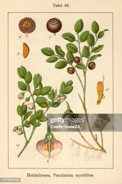 botanic fia v09 t55 vaccinium myrtillus - botanik stock illustrations