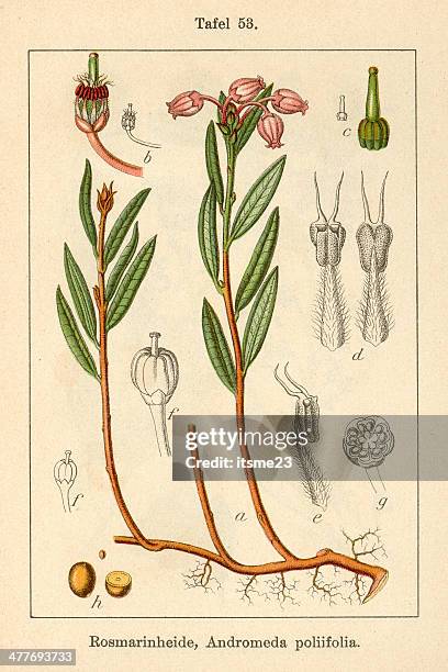 botanic fia v09 t53 andromeda poliifolia - botanik stock illustrations
