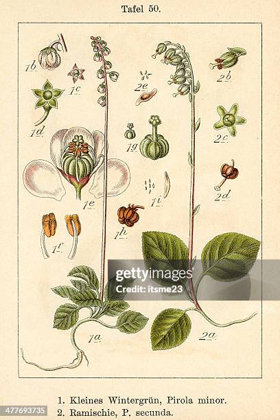 botanic fia v09 t50 pirola minor et secunda - botanik stock illustrations