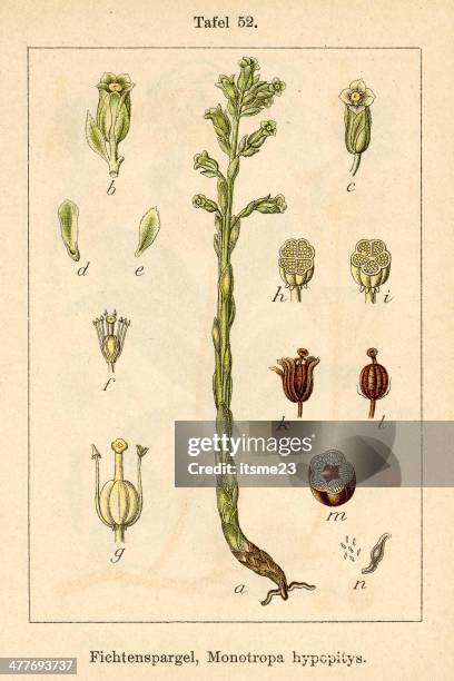 botanic fia v09 t52 monotropa hypopitys - botanik stock illustrations