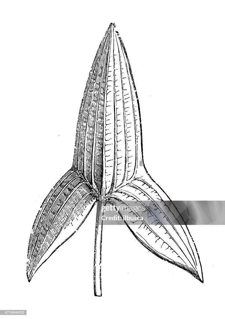 Antique illustration of Sagittaria sagittifolia (arrowhead or katniss) leaf