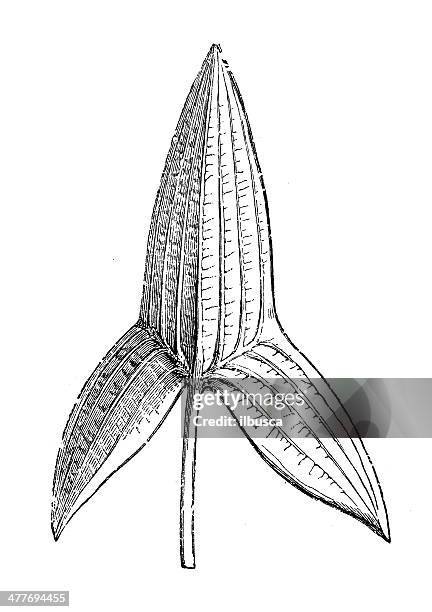 antique illustration of sagittaria sagittifolia (arrowhead or katniss) leaf - sagittaria sagittifolia stock illustrations