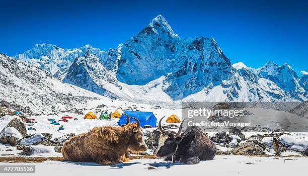 yaks en el campo a continuación del himalaya nívea picos montañosos nepal - nepal fotografías e imágenes de stock