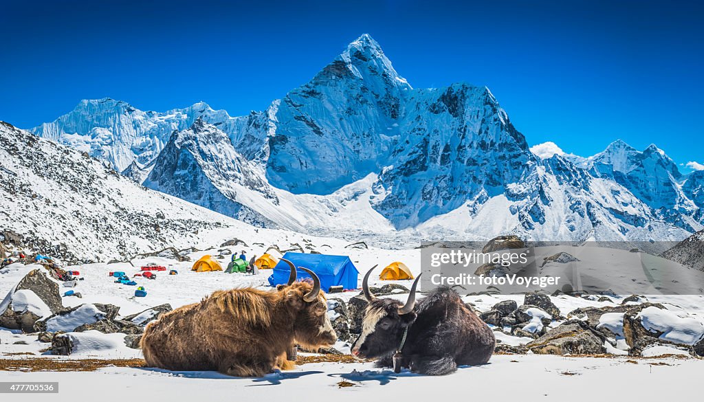 Yaks at Himalayan high camp below snowy mountain peaks Nepal