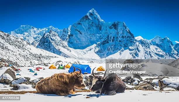 yaks at himalayan high camp below snowy mountain peaks nepal - nepal stock pictures, royalty-free photos & images