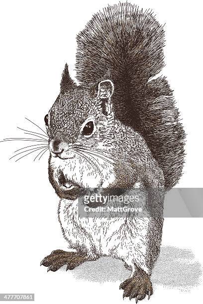 squirrel - squirrel stock illustrations