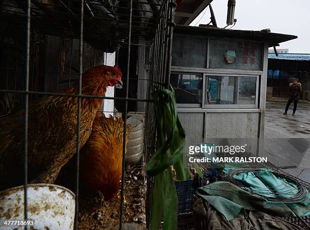 To go with China-health-flu-poultry,FOCUS by Bill Savadove This photo taken on February 17, 2014 shows two chickens at a market closed due to an...