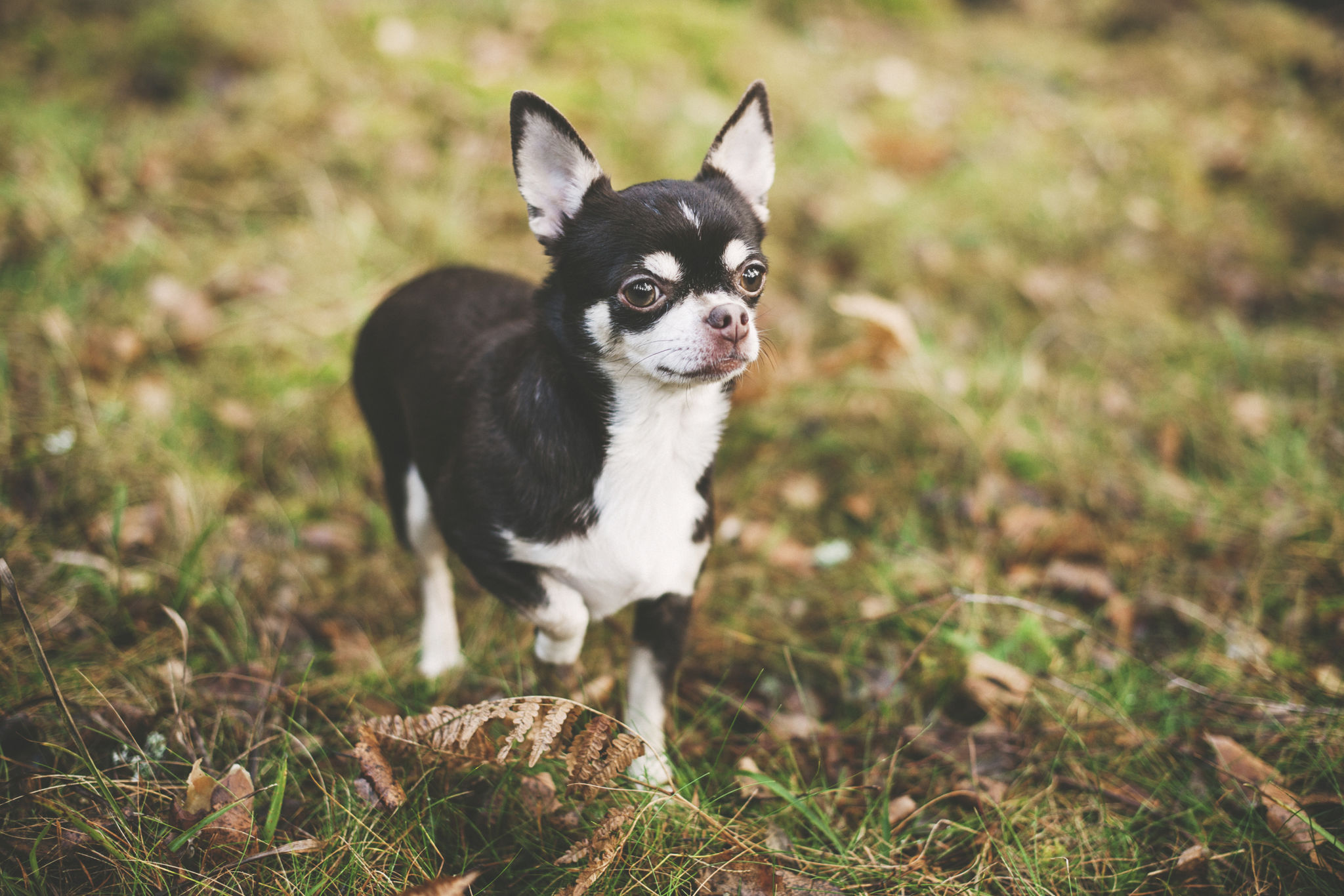 Cute Chihuahua Cute Chihuahua
