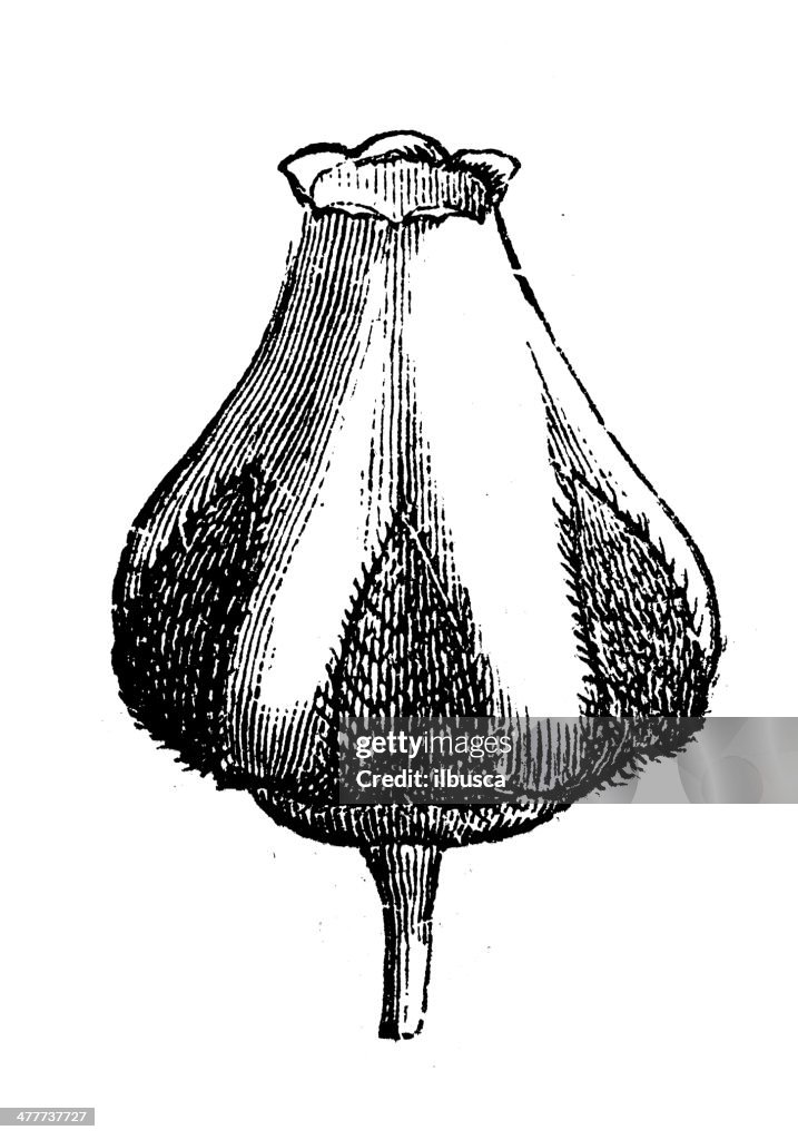 Antique illustration of Arbutus unedo (strawberry tree, cane apple)