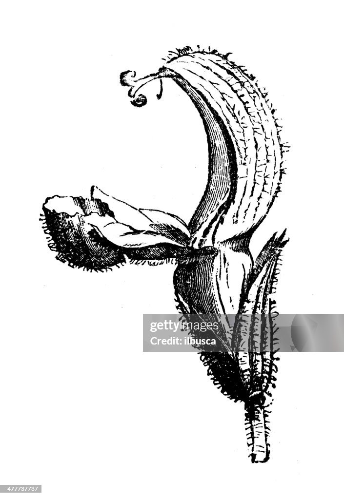 Antique illustration of Salvia officinalis (sage)
