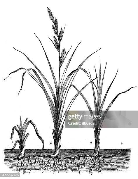antique illustration of carex - carex grass stock illustrations