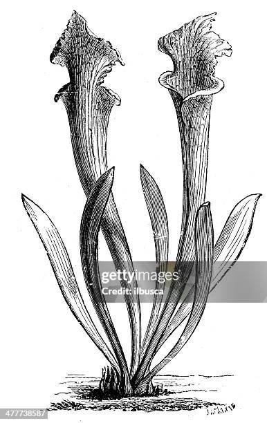 antique illustration of sarracenia - carnivorous plant stock illustrations