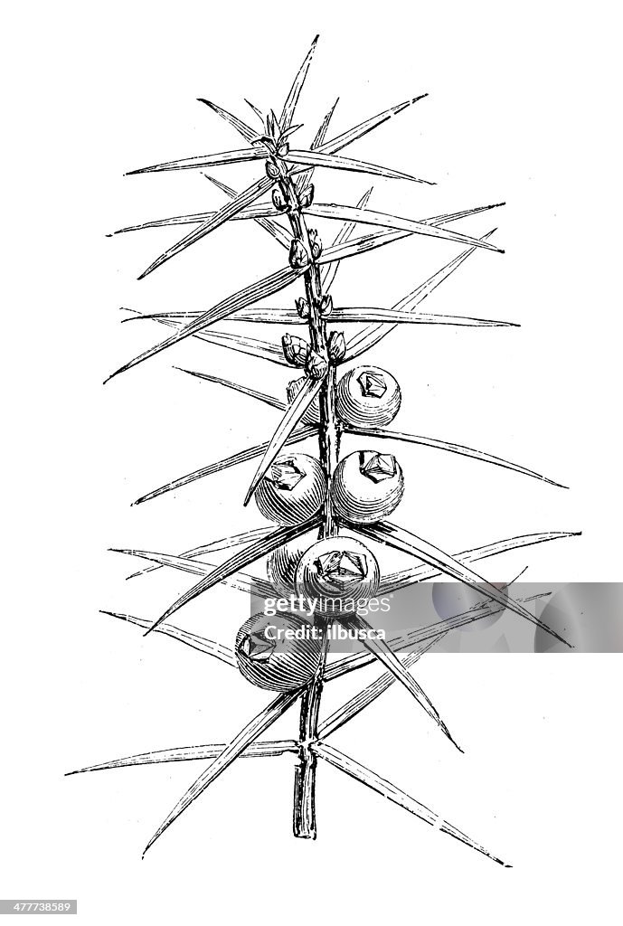 Antique illustration of Juniper