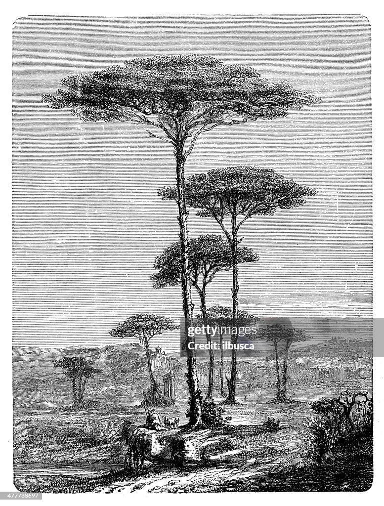 Antique illustration of stone pine (Pinus pinea)