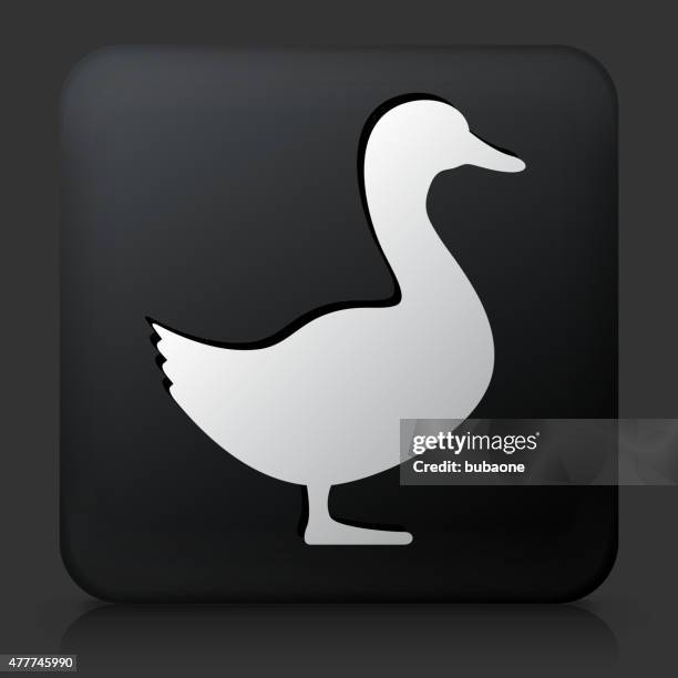 bildbanksillustrationer, clip art samt tecknat material och ikoner med black square button with duck icon - duck