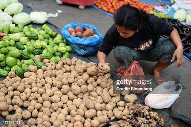 Woman selects potatoes at a market in Pekanbaru, Riau Province, Indonesia on Friday, March 7, 2014. Indonesian central bank Governor Agus...
