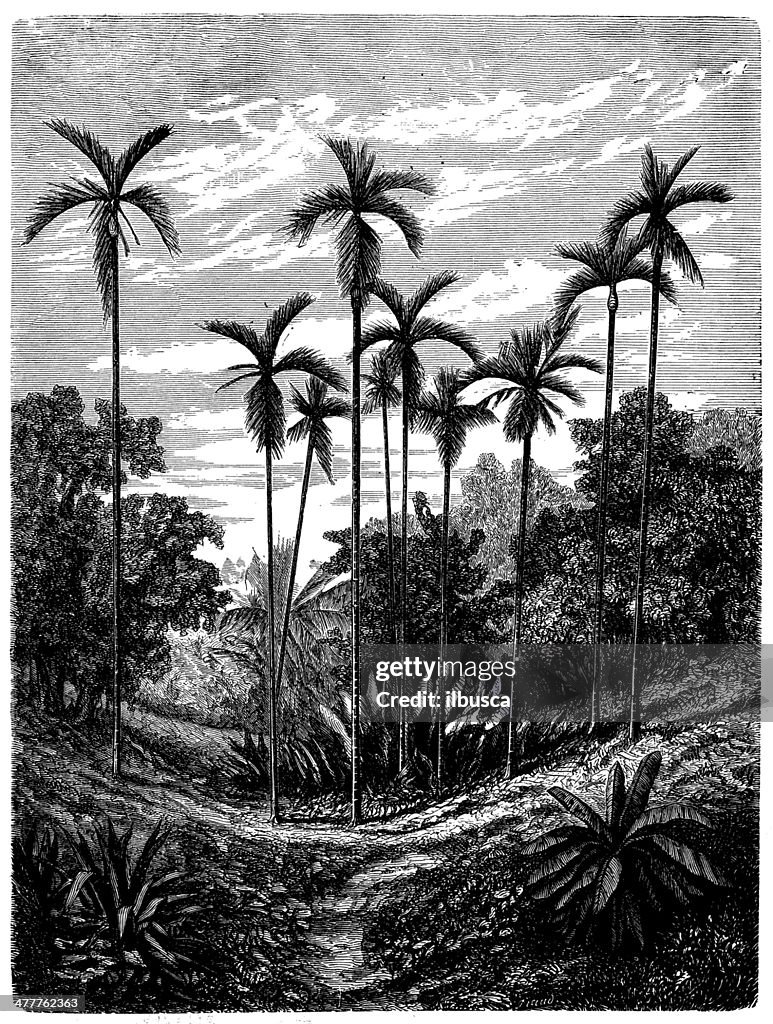 Antique illustration of areca palm (Areca catechu)