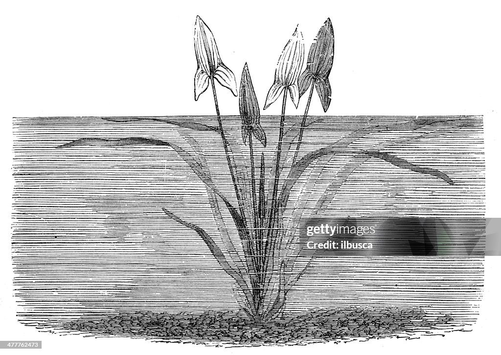 Antique illustration of Sagittaria sagittifolia (arrowhead or katniss)