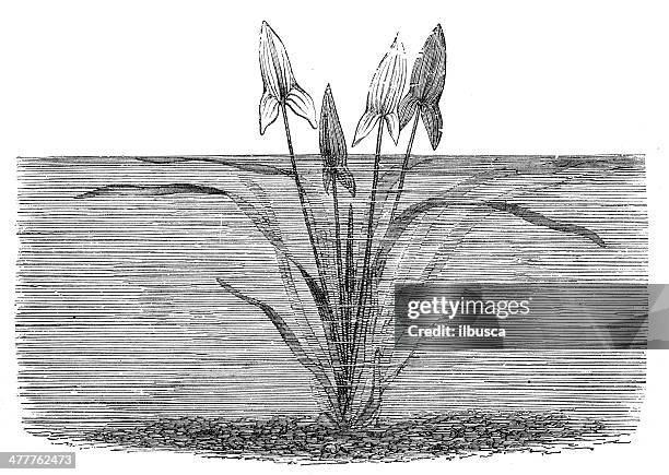 antique illustration of sagittaria sagittifolia (arrowhead or katniss) - sagittaria sagittifolia stock illustrations