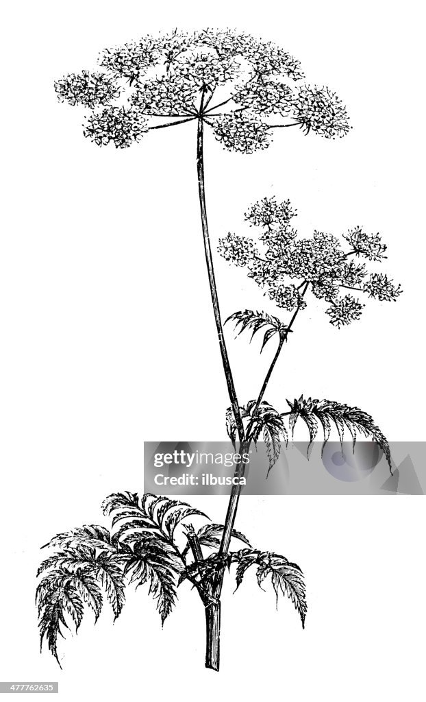 Ancienne illustration de cerfeuil (Anthriscus cerefolium)