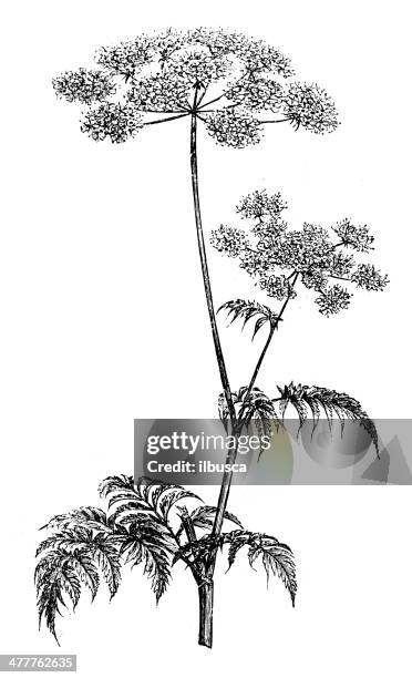 stockillustraties, clipart, cartoons en iconen met antique illustration of chervil (anthriscus cerefolium) - cow parsley