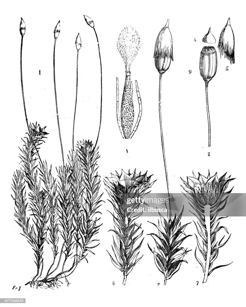 Antique illustration of Polytrichum commune (Common haircap moss)