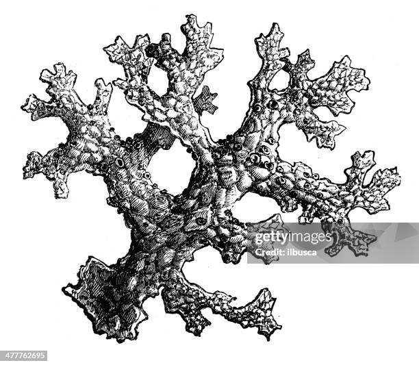 bildbanksillustrationer, clip art samt tecknat material och ikoner med antique illustration of lobaria pulmonaria - lavar