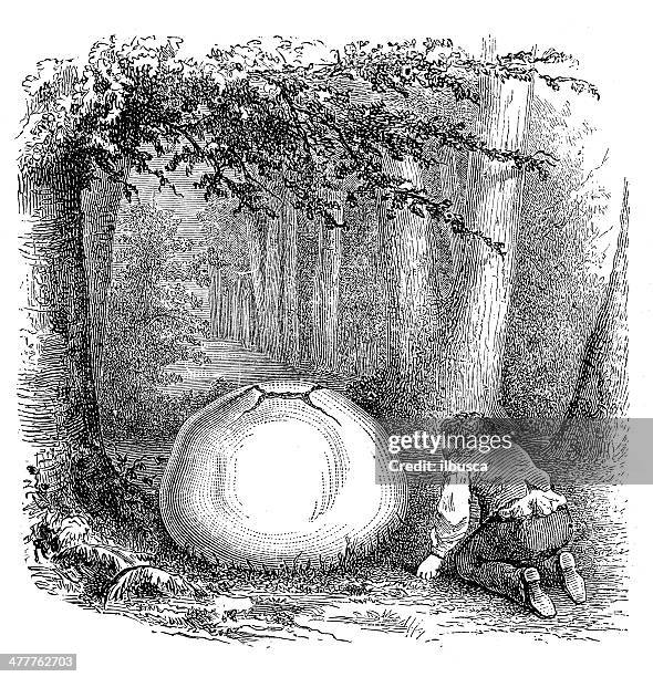 antique illustration of calvatia gigantea (giant puffball) - giant puffball mushroom stock illustrations