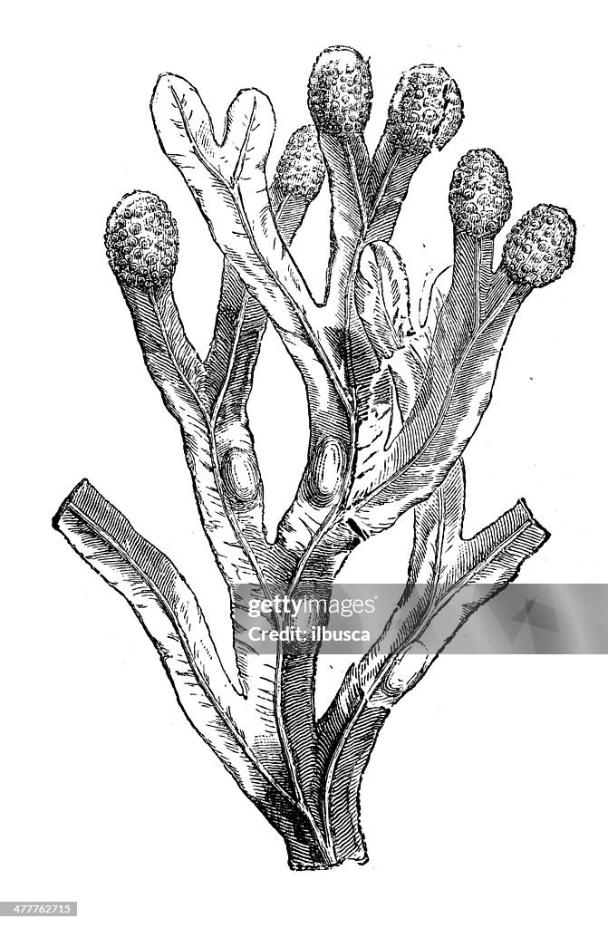 Antique illustration of Fucus vesiculosus (bladder wrack)