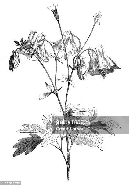 antikes illustration aquilegia (granny's bonnet oder columbine) - columbine flower stock-grafiken, -clipart, -cartoons und -symbole