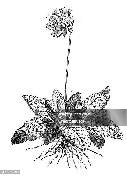 antique illustration of primula veris (cowslip, common cowslip) - cowslip stock illustrations