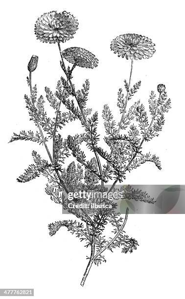 antique illustration of chamomile (matricaria chamomilla) - chamomile stock illustrations