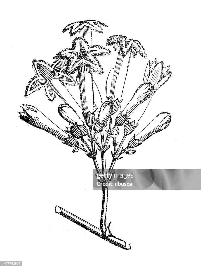Antique illustration of Cinchona or Quina