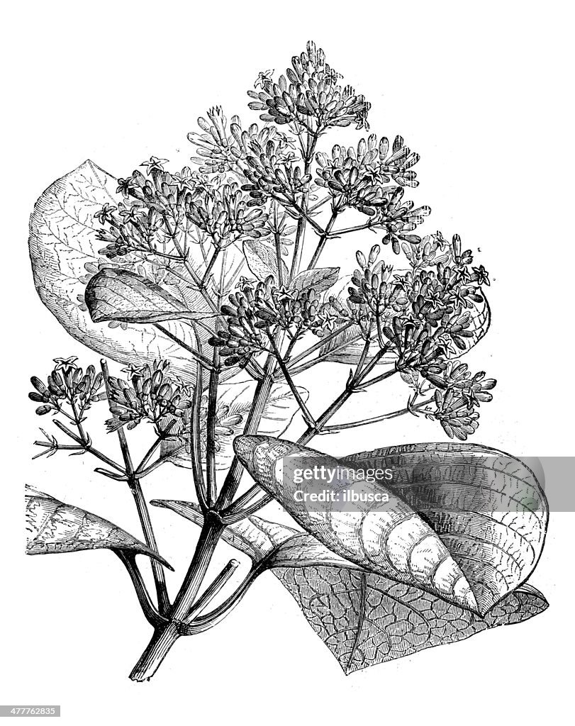 Antique illustration of Cinchona cordifolia