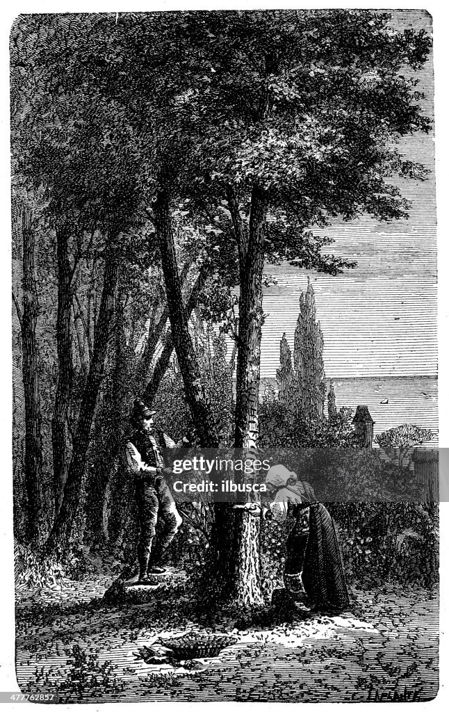 Antique illustration of Fraxinus ornus (manna ash)