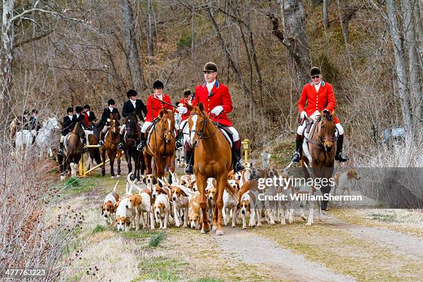 fox hunt -- hounds, horses and riders - the hunt stock pictures, royalty-free photos & images